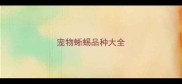 宠物蜥蜴品种大全