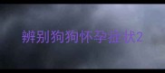 辨别狗狗怀孕症状