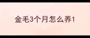 金毛3个月怎么养