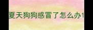 夏天狗狗感冒了怎么办
