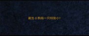 新生小狗有一只特别小