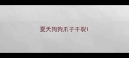 夏天狗狗爪子干裂