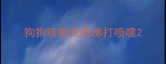 狗狗咳嗽流鼻涕打喷嚏