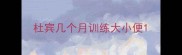 杜宾几个月训练大小便