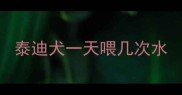 泰迪犬一天喂几次水