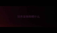饲养宠物狗喂什么