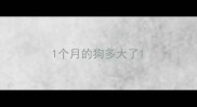 1个月的狗多大了
