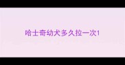 哈士奇幼犬多久拉一次