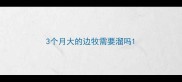 3个月大的边牧需要溜吗