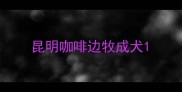 昆明咖啡边牧成犬