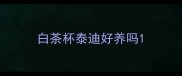 白茶杯泰迪好养吗
