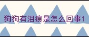 狗狗有泪痕是怎么回事