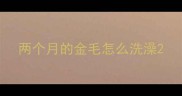 两个月的金毛怎么洗澡