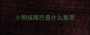 小狗摇尾巴是什么意思