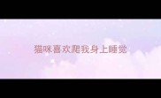猫咪喜欢爬我身上睡觉