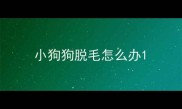 小狗狗脱毛怎么办