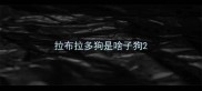 拉布拉多狗是啥子狗