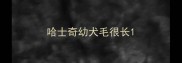 哈士奇幼犬毛很长
