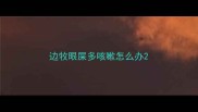 边牧眼屎多咳嗽怎么办