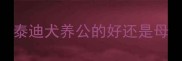 泰迪犬养公的好还是母