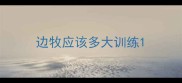 边牧应该多大训练