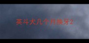 英斗犬几个月换牙