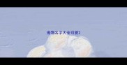 宠物名字大全可爱