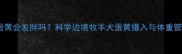 边牧吃蛋黄会发胖吗科学边境牧羊犬蛋黄摄入与体重管理指南