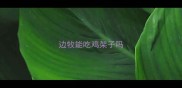 边牧能吃鸡架子吗