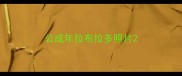 公成年拉布拉多照片