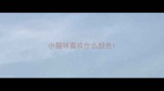小猫咪喜欢什么颜色