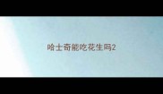 哈士奇能吃花生吗