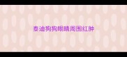 泰迪狗狗眼睛周围红肿