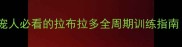 5步科学训练法养宠人必看的拉布拉多全周期训练指南附行为矫正案例