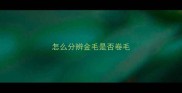 怎么分辨金毛是否卷毛