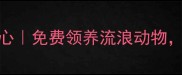 新疆乌鲁木齐宠物领养中心免费领养流浪动物爱心人士必看的救助指南