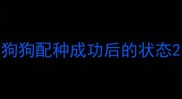 狗狗配种成功后的状态