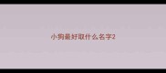 小狗最好取什么名字