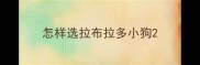 怎样选拉布拉多小狗