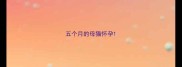 五个月的母猫怀孕
