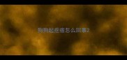 狗狗起疙瘩怎么回事