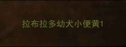 拉布拉多幼犬小便黄
