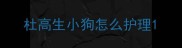 杜高生小狗怎么护理