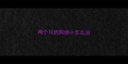 两个月的狗细小怎么治