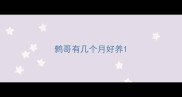 鹩哥有几个月好养