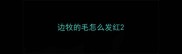 边牧的毛怎么发红