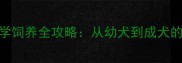 拉布拉多公犬科学饲养全攻略从幼犬到成犬的120天养护指南