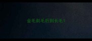 金毛剃毛后到长毛