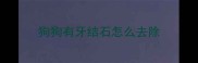 狗狗有牙结石怎么去除