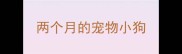 两个月的宠物小狗